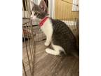 Adopt Stormy a Spotted Tabby/Leopard Spotted Domestic Shorthair / Mixed cat in