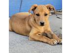 Adopt Caddy a Tan/Yellow/Fawn Mixed Breed (Medium) / Mixed dog in Moab