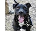Adopt Shadow a Black Mixed Breed (Large) / Mixed dog in Austin, TX (38800924)