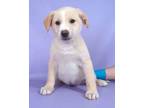 Adopt Yaris a Golden Retriever, Mixed Breed