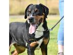 Adopt Wally a Black Mixed Breed (Large) / Mixed dog in Ponderay, ID (38782388)