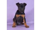 Adopt Brookie a Manchester Terrier, Mixed Breed