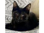 Adopt Daquiri a All Black Domestic Shorthair (short coat) cat in Greenburgh