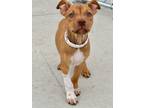 Adopt Swiss a Pit Bull Terrier, Mixed Breed