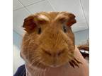 Adopt Wavey a Guinea Pig small animal in FREEPORT, FL (38909638)