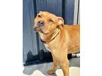 Adopt Twinkie a Mixed Breed