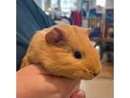 Adopt Sandy a Guinea Pig small animal in FREEPORT, FL (38909637)