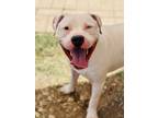 Adopt Dingo a White American Staffordshire Terrier / Mixed dog in Irving