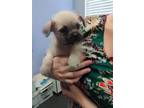 Adopt Charlie a Tan/Yellow/Fawn - with Black Pug / Terrier (Unknown Type
