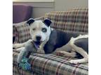 Adopt Remi a Black Pit Bull Terrier / Siberian Husky / Mixed dog in Cody