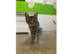 Adopt Cindy a Brown or Chocolate Domestic Shorthair / Domestic Shorthair / Mixed