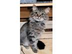 Adopt Keke a Brown Tabby Maine Coon (long coat) cat in Upper Saddle River