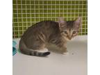 Adopt Ginger a Domestic Shorthair / Mixed cat in Tallahassee, FL (38863529)