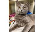 Adopt Graham a Domestic Shorthair / Mixed (short coat) cat in Vineland