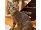 Adopt Alexei a Domestic Shorthair / Mixed cat in Tallahassee, FL (38853048)