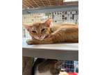 Adopt Drew a Orange or Red Domestic Shorthair / Domestic Shorthair / Mixed cat