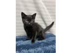 Adopt Furgie a Domestic Mediumhair / Mixed (short coat) cat in Greensboro