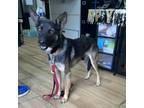 Adopt Kobee a Black German Shepherd Dog / Mixed dog in Edinburg, TX (38783527)