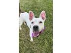 Adopt Brazey a White American Pit Bull Terrier / Mixed dog in Kansas City