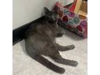 Adopt Marjoram a Gray or Blue Domestic Shorthair / Mixed cat in Philadelphia