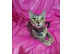 Adopt ELOISE a Gray, Blue or Silver Tabby Domestic Shorthair (short coat) cat in