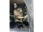 Adopt Malibu a Domestic Shorthair / Mixed (short coat) cat in Jim Thorpe
