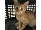 Adopt Saturn a Orange or Red Domestic Shorthair / Mixed cat in Yuma