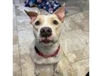 Adopt Honey a White - with Tan, Yellow or Fawn Mixed Breed (Medium) / Mixed dog
