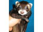 Adopt Nutmeg a Ferret small animal in Lyons, IL (38785218)