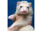 Adopt Bubby / Mocha a Ferret small animal in Lyons, IL (38785217)