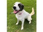Adopt Piper (2023) a White - with Black Great Pyrenees / Catahoula Leopard Dog