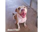 Adopt Ohana a White - with Tan, Yellow or Fawn American Pit Bull Terrier / Mixed
