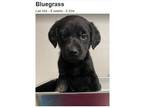 Adopt Bluegrass ***RESCUE CENTER*** a Black Labrador Retriever dog in Littleton