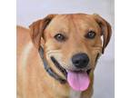 Adopt Ken a Red/Golden/Orange/Chestnut Mixed Breed (Medium) / Mixed dog in