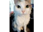 Adopt Arial a Calico or Dilute Calico Domestic Longhair (long coat) cat in New