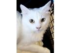 Adopt Petunia a White Maine Coon (long coat) cat in New Braunfels, TX (38787822)