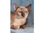 Adopt Saffron a Brown or Chocolate Oriental (short coat) cat in New Braunfels