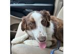 Adopt Tuffy a Mixed Breed (Medium) / Mixed dog in Jonesboro, AR (38777282)