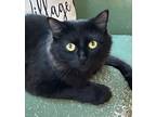 Adopt Chanel a All Black Domestic Mediumhair (medium coat) cat in New York