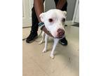 Adopt Nonni a White Mixed Breed (Medium) dog in Whiteville, NC (38787326)