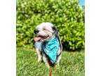 Adopt Winnie a Gray/Silver/Salt & Pepper - with White Havanese / Lhasa Apso /