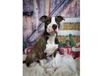 Adopt Gibler a Gray/Blue/Silver/Salt & Pepper American Pit Bull Terrier / Mixed