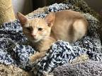 Adopt Marcus a Tan or Fawn Tabby Domestic Shorthair (short coat) cat in Colmar