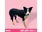 Adopt Kevin a Black Border Collie / Mixed dog in Tuscaloosa, AL (38786936)