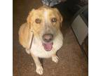 Adopt Eruptor (SC) a Labrador Retriever dog in San Angelo, TX (38781193)