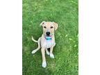 Adopt Abbott a Tan/Yellow/Fawn - with White Mixed Breed (Medium) / Mixed dog in