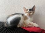 Adopt JANAE a Spotted Tabby/Leopard Spotted Domestic Shorthair cat in