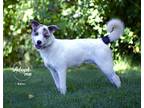 Adopt Amos a White - with Tan, Yellow or Fawn Jack Russell Terrier / Australian