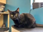Adopt Lyra a All Black Domestic Shorthair / Domestic Shorthair / Mixed cat in