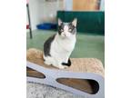 Adopt Tobi a White Domestic Shorthair / Domestic Shorthair / Mixed cat in
